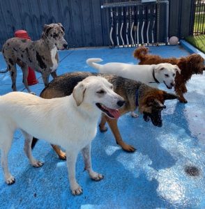Dog Day Care with Water Park in Humble TX